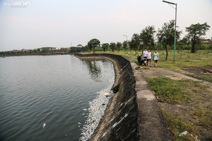 Cá chết trương, nổi trắng hồ điều hòa lớn nhất TP Hà Tĩnh - 10