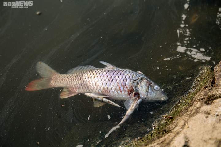 Cá chết trương, nổi trắng hồ điều hòa lớn nhất TP Hà Tĩnh - 4