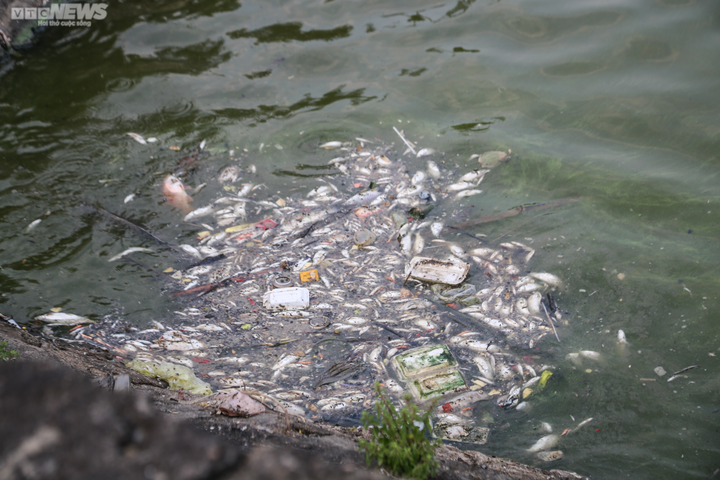 Cá chết trương, nổi trắng hồ điều hòa lớn nhất TP Hà Tĩnh - 5