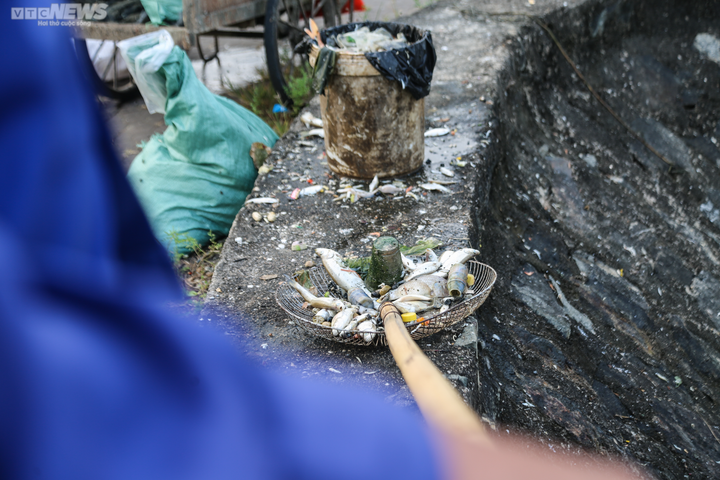 Cá chết trương, nổi trắng hồ điều hòa lớn nhất TP Hà Tĩnh - 11