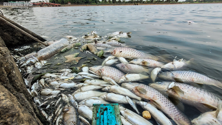 Cá chết trương, nổi trắng hồ điều hòa lớn nhất TP Hà Tĩnh - 2