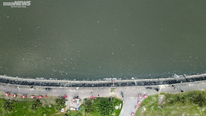 Cá chết trương, nổi trắng hồ điều hòa lớn nhất TP Hà Tĩnh - 8