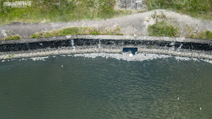 Cá chết trương, nổi trắng hồ điều hòa lớn nhất TP Hà Tĩnh - 9