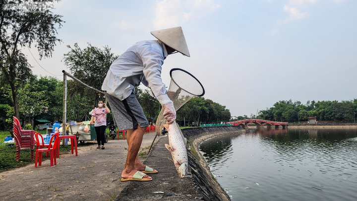 Cá chết trương, nổi trắng hồ điều hòa lớn nhất TP Hà Tĩnh - 7