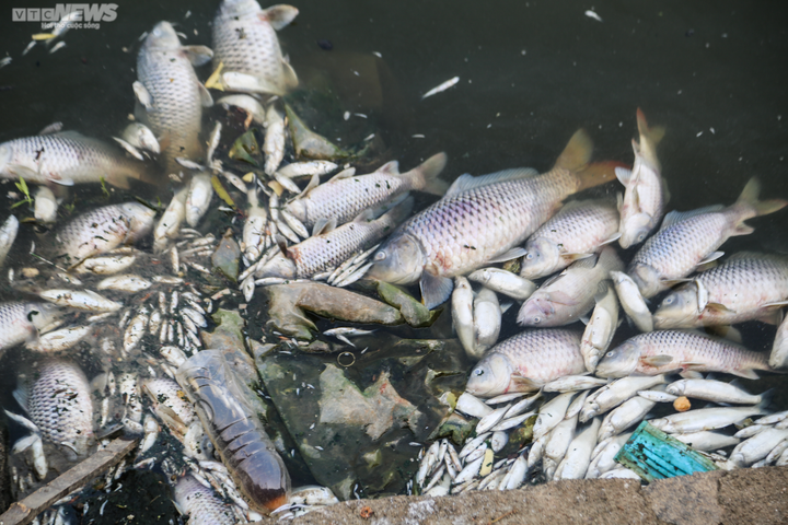 Cá chết trương, nổi trắng hồ điều hòa lớn nhất TP Hà Tĩnh - 3