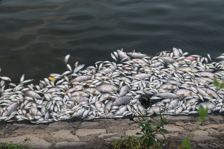 Cá chết trương, nổi trắng hồ điều hòa lớn nhất TP Hà Tĩnh - 1