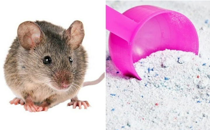 Cách diệt gián, chuột hiệu quả bằng bột giặt - 1