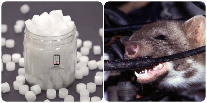 Cách đuổi chuột ra khỏi xe ô tô bằng băng phiến và dầu gió - 1