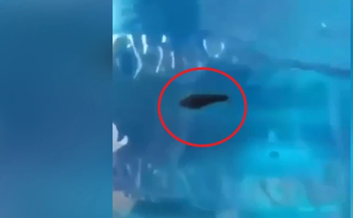 Đỉa ngoe nguẩy trong bình nước còn nguyên tem: Công ty tự ý tiêu huỷ tang vật - 2