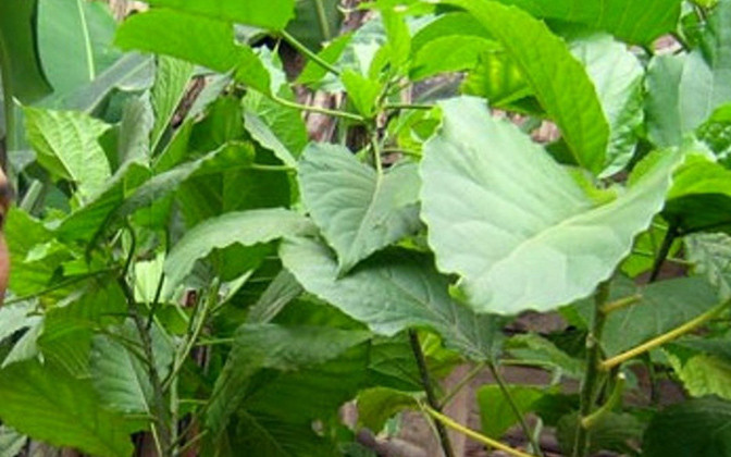 Dùng lá rừng trị táo bón, 1 người ở Nghệ An nhập viện cấp cứu - 2