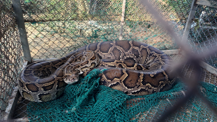 Trăn đất 40 kg nuốt chửng bê con 2 tháng tuổi ở Hà Tĩnh - 1