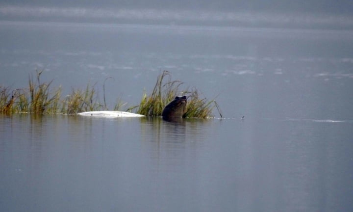 Hai con rùa mai mềm cỡ lớn liên tục xuất hiện trên mặt hồ Đồng Mô - 1