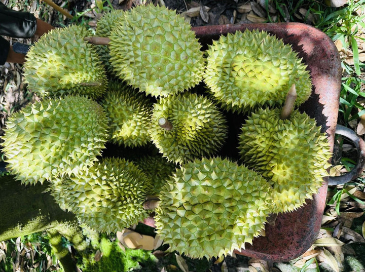 Sầu riêng Việt bán tại siêu thị Vương quốc Anh, 400 nghìn đồng/kg - 2