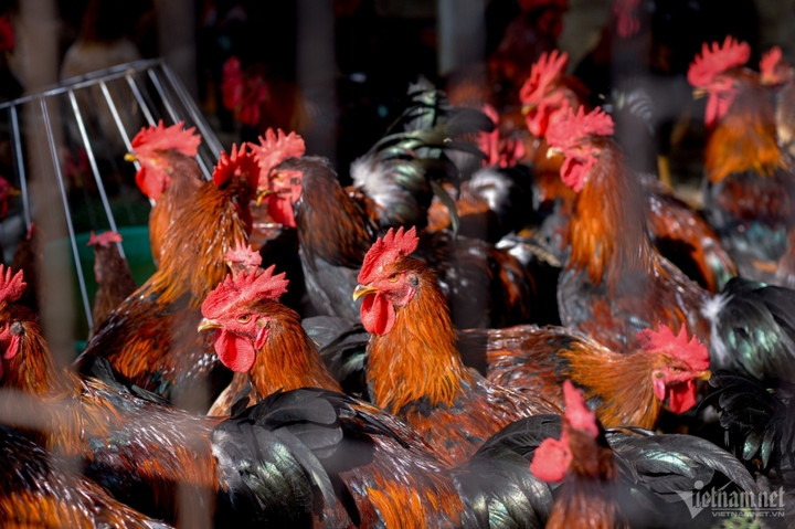 Chăn nuôi nguy cơ phá sản hàng loạt, hiệp hội kiến nghị loạt giải pháp cấp bách - 1