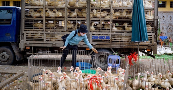 Chăn nuôi nguy cơ phá sản hàng loạt, hiệp hội kiến nghị loạt giải pháp cấp bách - 2