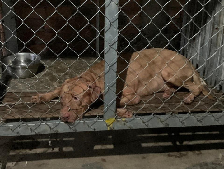 Cụ bà 82 tuổi ở Bình Dương bị chó Pitbull cắn tử vong - 1