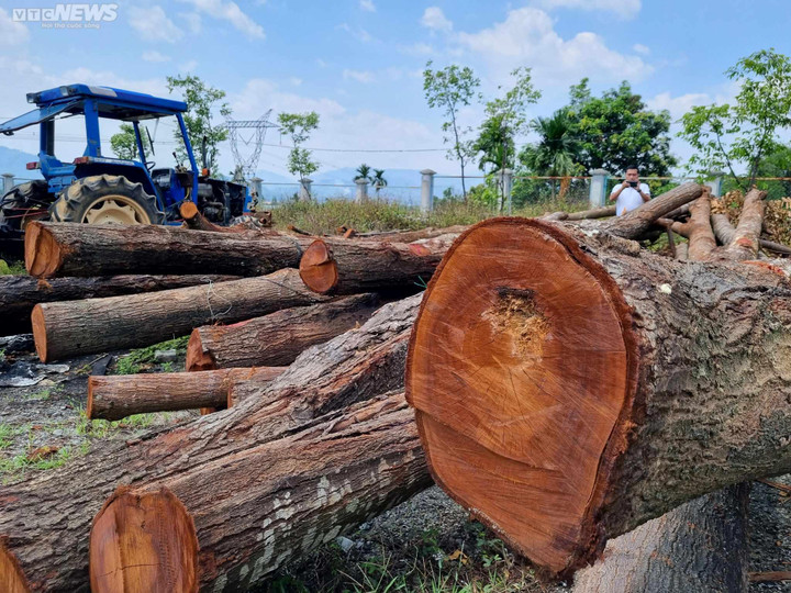 Cận cảnh 17 cây sao đen bị đốn hạ khiến người dân ở Quảng Nam xót xa - 2