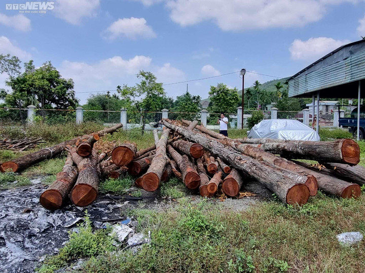 Cận cảnh 17 cây sao đen bị đốn hạ khiến người dân ở Quảng Nam xót xa - 5