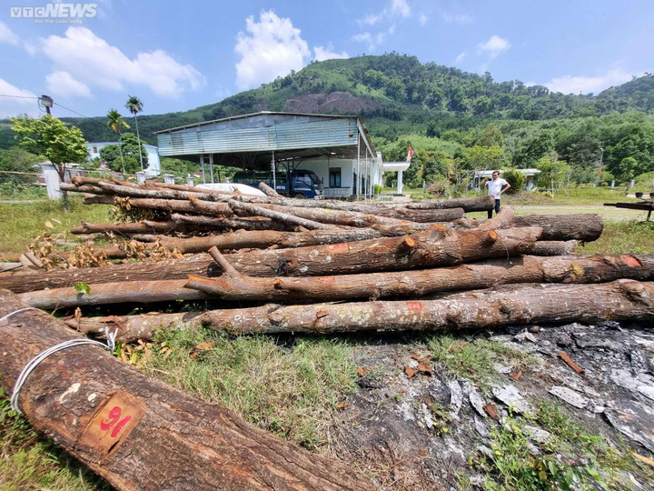 Cận cảnh 17 cây sao đen bị đốn hạ khiến người dân ở Quảng Nam xót xa - 3