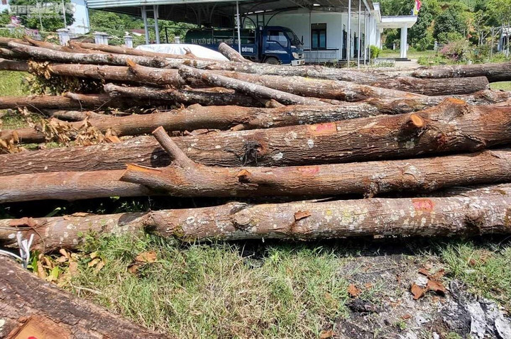 Cận cảnh 17 cây sao đen bị đốn hạ khiến người dân ở Quảng Nam xót xa - 7