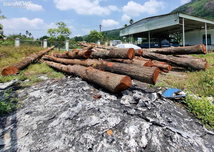 Cận cảnh 17 cây sao đen bị đốn hạ khiến người dân ở Quảng Nam xót xa - 6