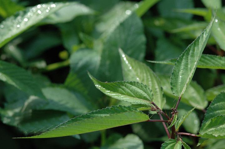 Loại rau bị nhiều người Việt chê lại có tác dụng bất ngờ với sức khỏe - 1