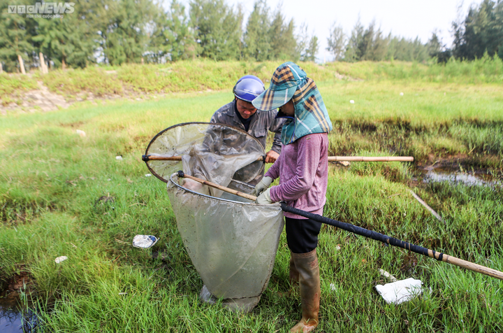 Hai vợ chồng săn 'tôm bay' trên đồng, kiếm tiền triệu mỗi ngày - 9