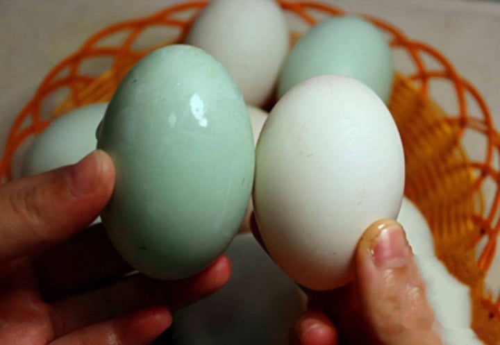 Mua trứng vịt lộn nên chọn vỏ trắng hay vỏ xanh?  - 2