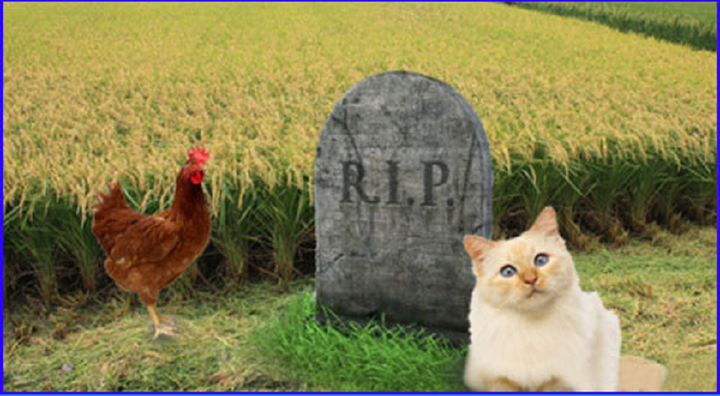 Thành ngữ nào được nhắc đến qua hình ảnh gợi ý? - 1