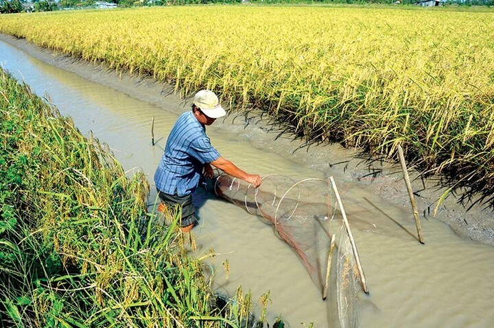 Nuôi tôm càng xanh trên đất lúa cho lãi cao 70 triệu đồngha