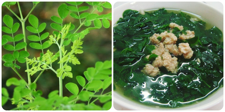 Những tác dụng của lá chùm ngây có thể bạn chưa biết - 1