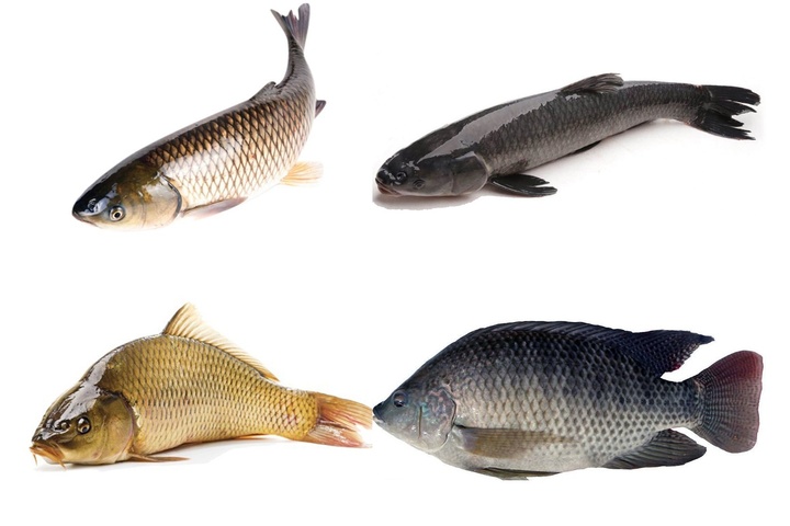 Điểm mặt những loại cá không nên mua - 1