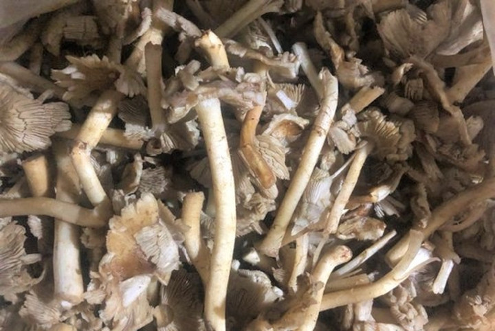 Ăn nấm rừng, nhiều người ở Đắk Nông, Lâm Đồng nhập viện - 1