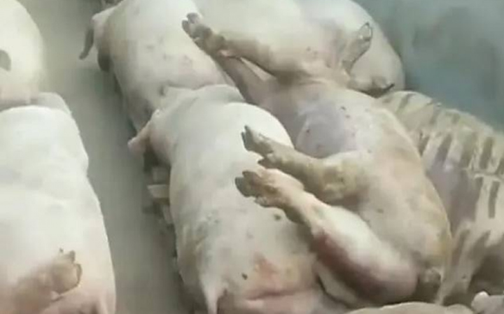 Tiết kiệm điện, chủ trang trại khiến 5.000 con lợn chết oan vì nắng nóng - 1