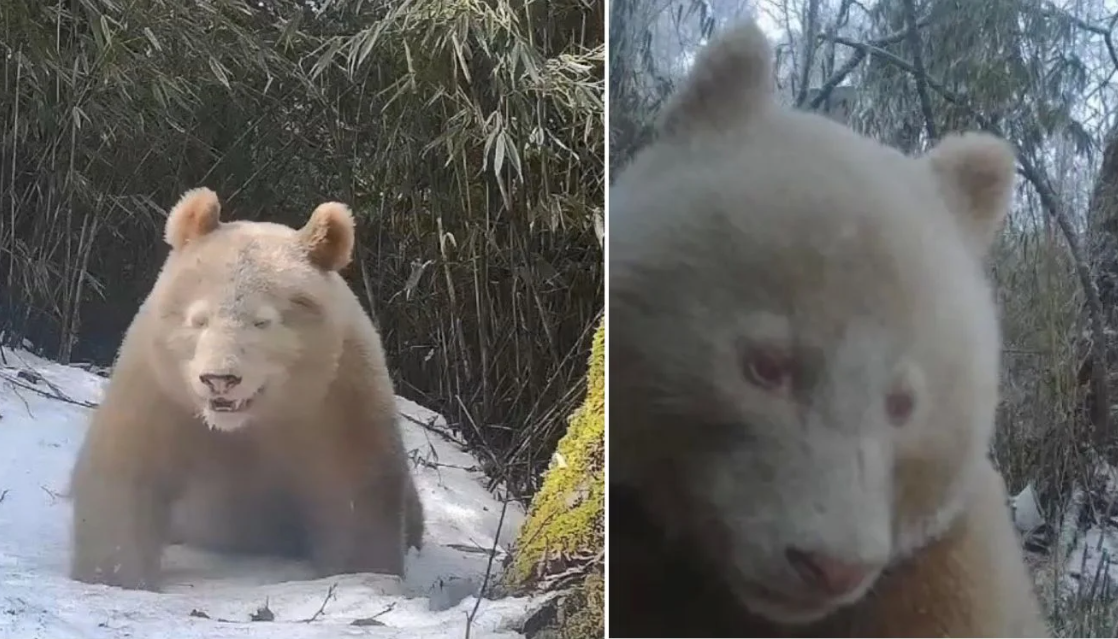Trung Quốc lại phát hiện gấu trúc trắng tại khu bảo tồn Tứ Xuyên - 1