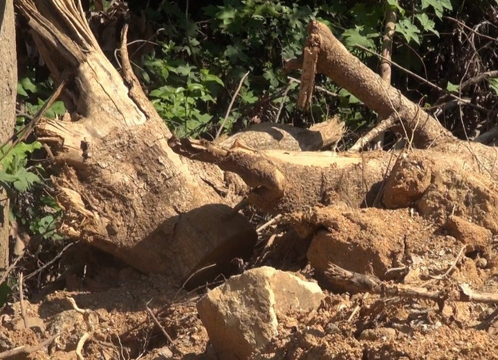 Phá rừng tự nhiên để mở đường, lãnh đạo thị xã Đức Phổ chỉ đạo 'nóng' - 2