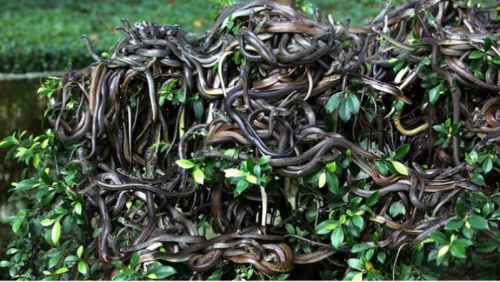 Hòn đảo có hàng trăm nghìn con rắn độc, nơi loài người không dám đặt chân - 2
