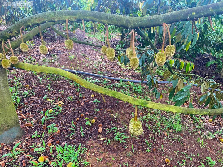 Sầu riêng non rụng la liệt, nông dân Gia Lai lo trắng tay - 1