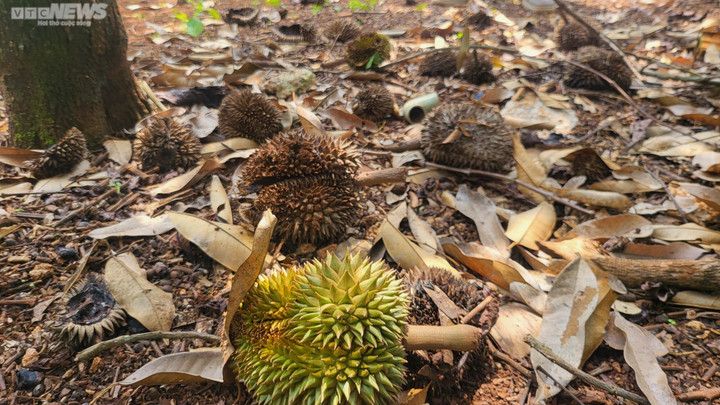 Sầu riêng non rụng la liệt, nông dân Gia Lai lo trắng tay - 3