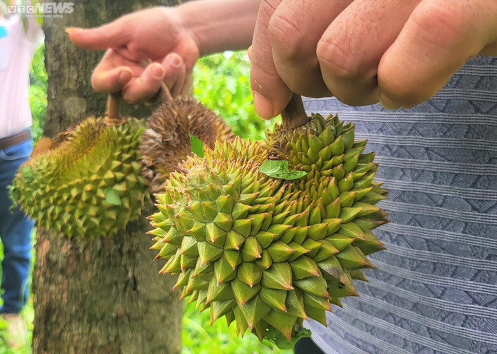 Sầu riêng non rụng la liệt, nông dân Gia Lai lo trắng tay - 4