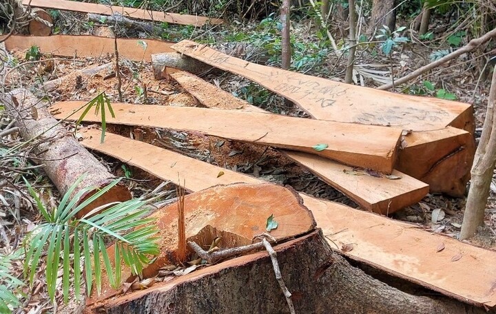52 cây rừng tự nhiên bị đốn hạ trái phép ở Gia Lai - 1