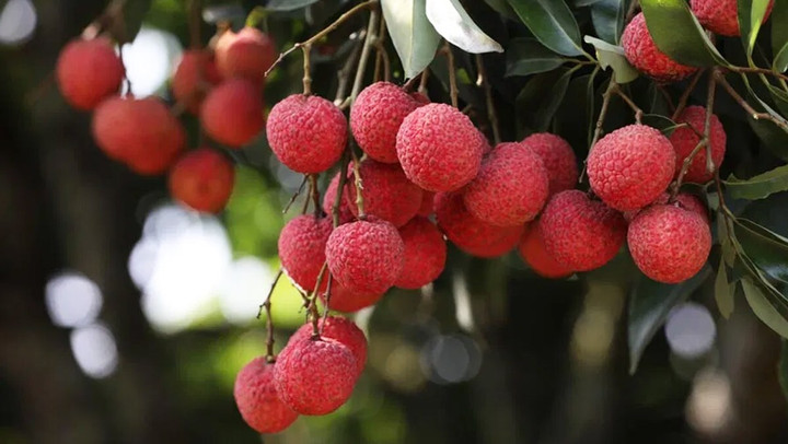 Loại quả có nhiều ở Việt Nam, vang danh thế giới, biết ăn sẽ thành thuốc bổ - 1