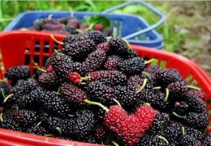 Dâu tằm tốt ngang nhân sâm, nhưng 2 nhóm người này tuyệt đối không nên ăn - 2