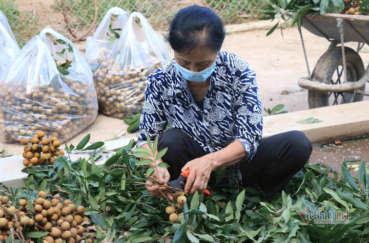 Những ai không nên ăn nhãn? - 1