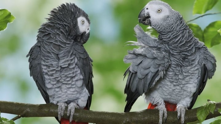 Tìm hiểu về mùa sinh sản của vẹt - Kỳ nghỉ tình dục của loài chim yêu thích