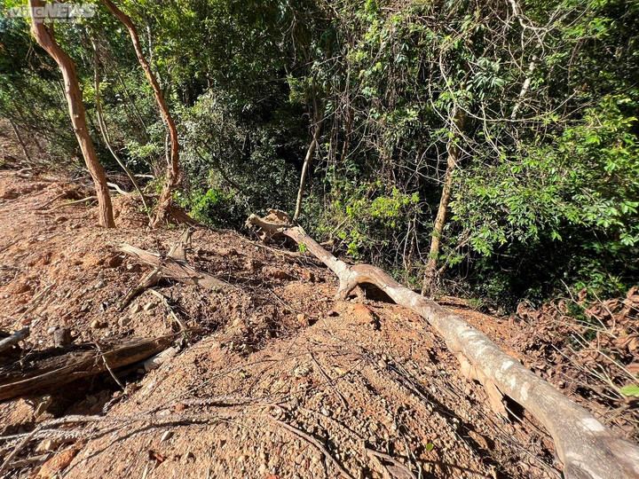 Quảng Ngãi báo cáo Phó Thủ tướng về thông tin phá rừng tự nhiên làm cao tốc - 2