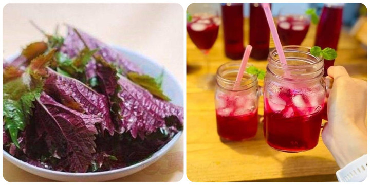 Nước tía tô rất tốt nhưng 3 nhóm người sau càng dùng nhiều càng độc - 1