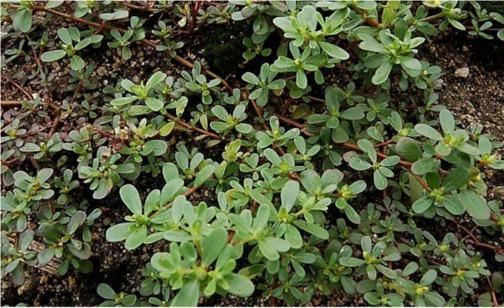 2 loại rau mọc hoang ở Việt Nam, được thế giới săn lùng vì quá bổ dưỡng - 2