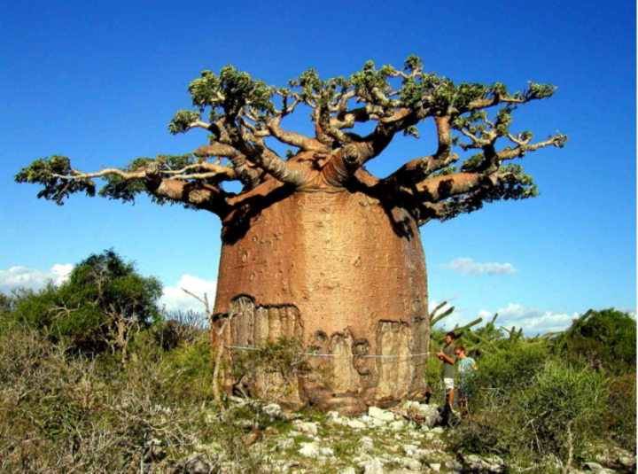 Loài cây kỳ bí có thể trữ 2 tấn nước, đủ cho 4 người dùng trong nửa năm - 2