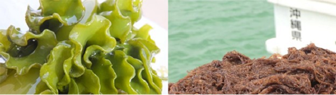 Giải mã bí mật về tảo nâu Okinawa - 2